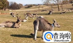 澳大利亚为何袋鼠泛滥成灾