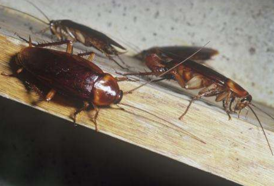 为什么房间里有蟑螂