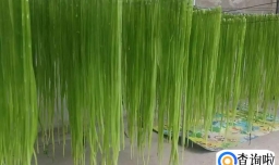 贡菜用开水泡还是冷水泡