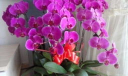 蝴蝶兰浇水的正确方法