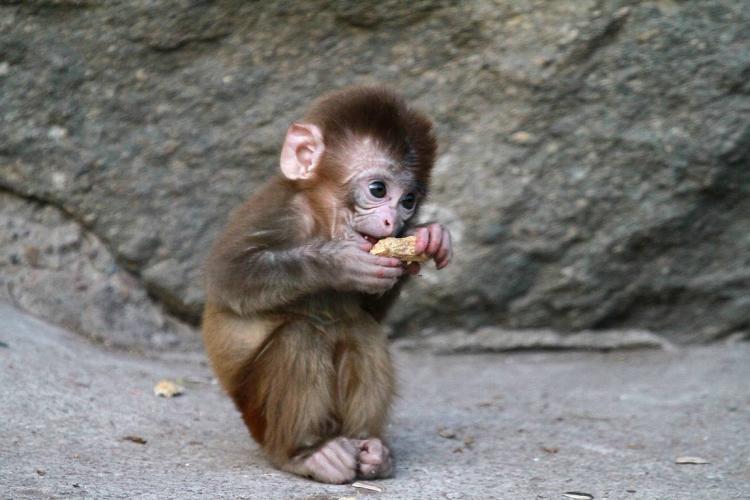 欲钱买尾巴长长的动物是什么生肖