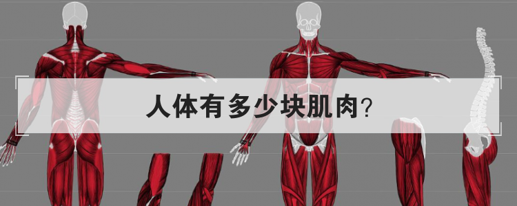 人体有多少块肌肉