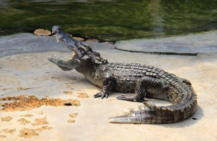 鳄鱼属于哺乳动物吗