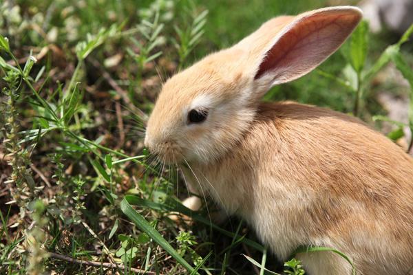 十八罗汉正确生肖