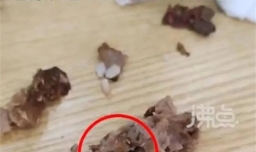 女子称吃黄焖排骨发现满嘴是蛆 经营餐饮业应该注意哪些？