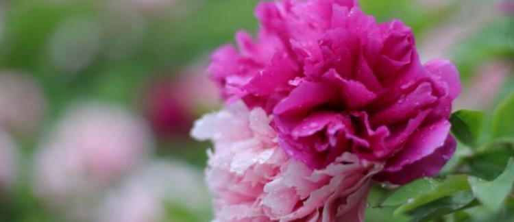 花中之王指的是什么花