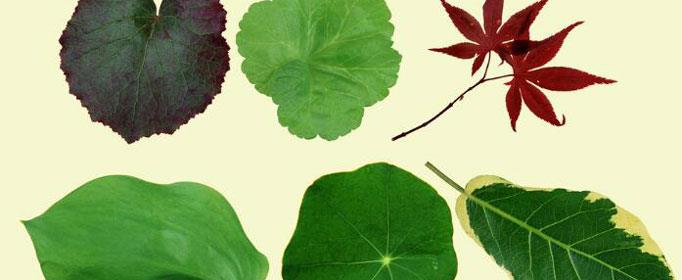 为什么叶子的形状千差万别