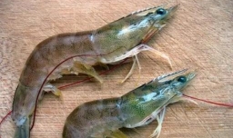 基围虾养殖技术条件