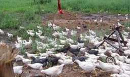 2018年农村不起眼的商机有哪些