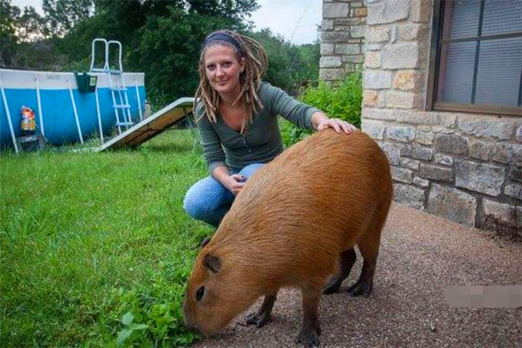 世界上最大的老鼠有多大