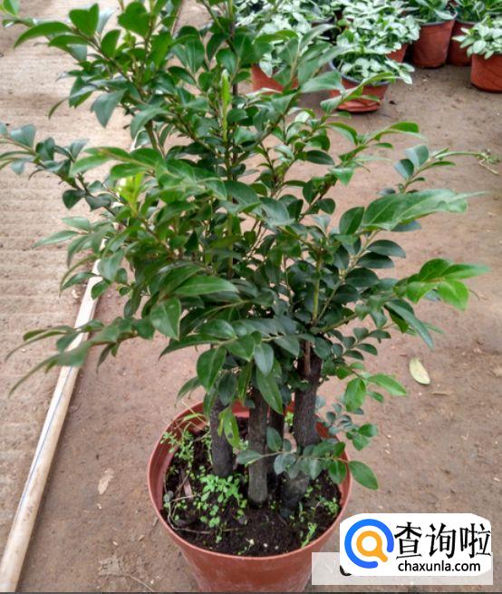 如何养好小叶紫檀