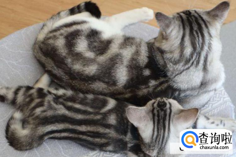 猫咪是否应该绝育?