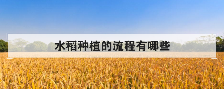 水稻种植的流程有哪些