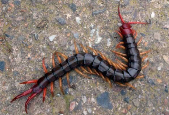 蜈蚣有毒吗