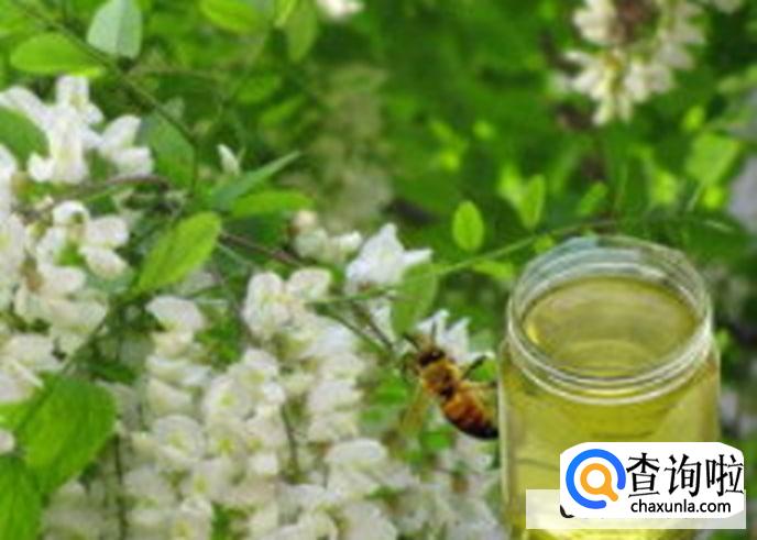 如何鉴别槐花蜜