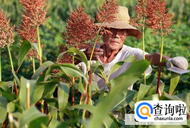 种植高粱有哪些科学的管理方法
