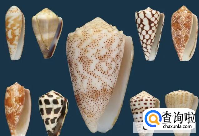 芋螺肽对皮肤的作用