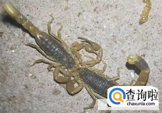 蝎子可以吃吗