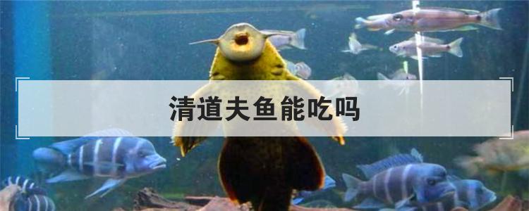清道夫鱼能吃吗