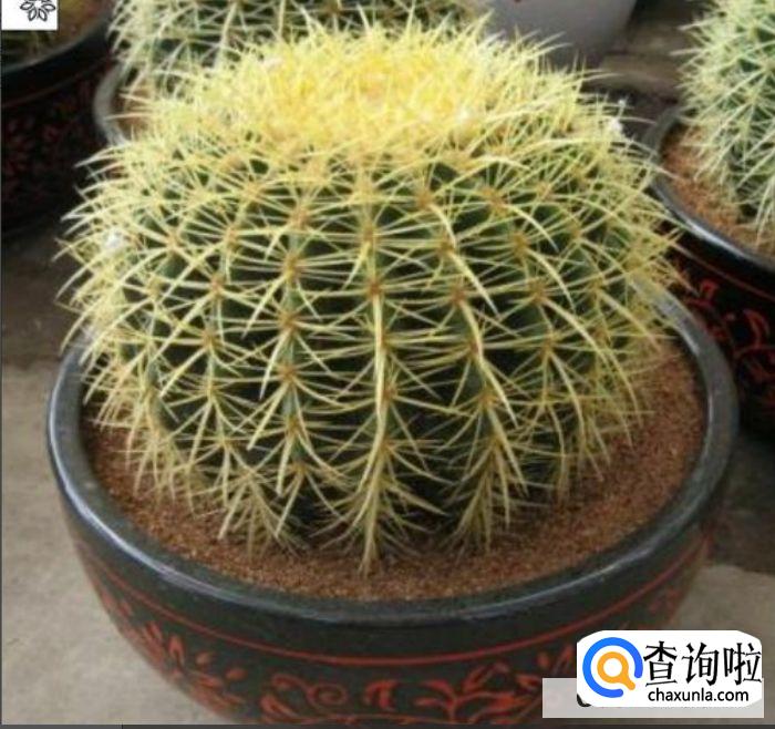 金琥摆放风水禁忌