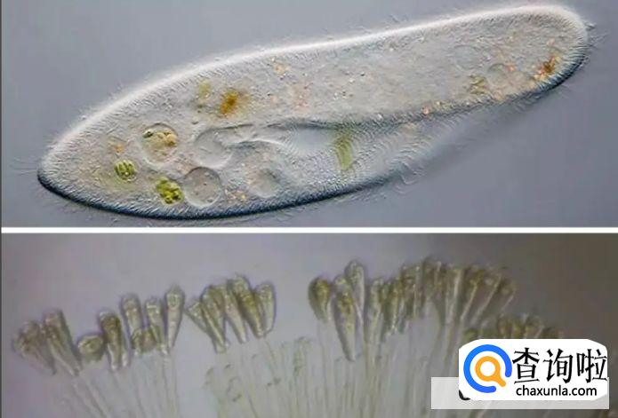 草履虫怎么培养