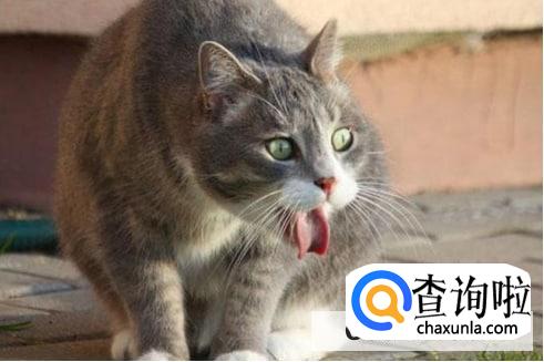 猫咪吐猫毛处理措施