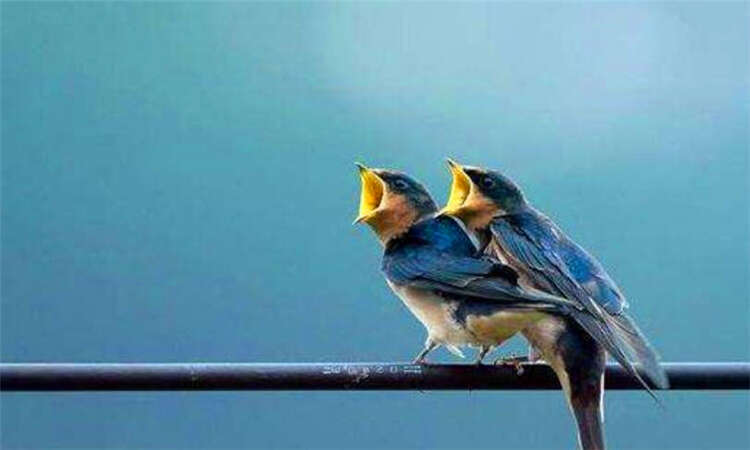 鸟为何能站在高压电线上