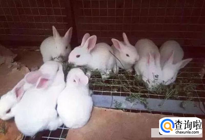 如何让兔子跟自己亲近