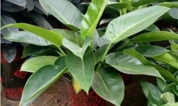 钻石王植物怎么养