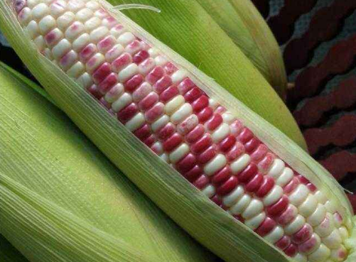 转基因是什么意思