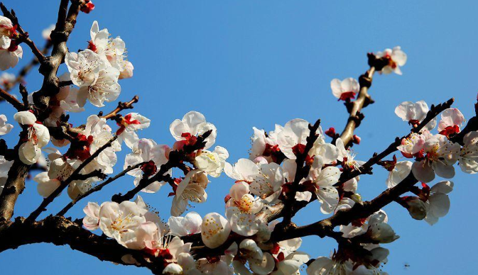 春天的花有哪些?