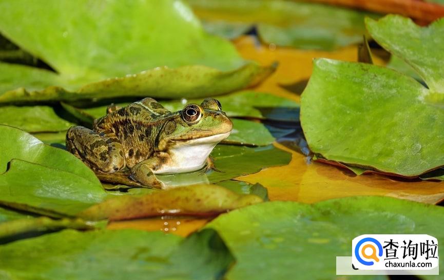 下雨的时候青蛙为什么会叫
