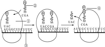 蛋白质在哪里合成