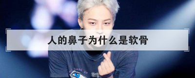 人的鼻子为什么是软骨