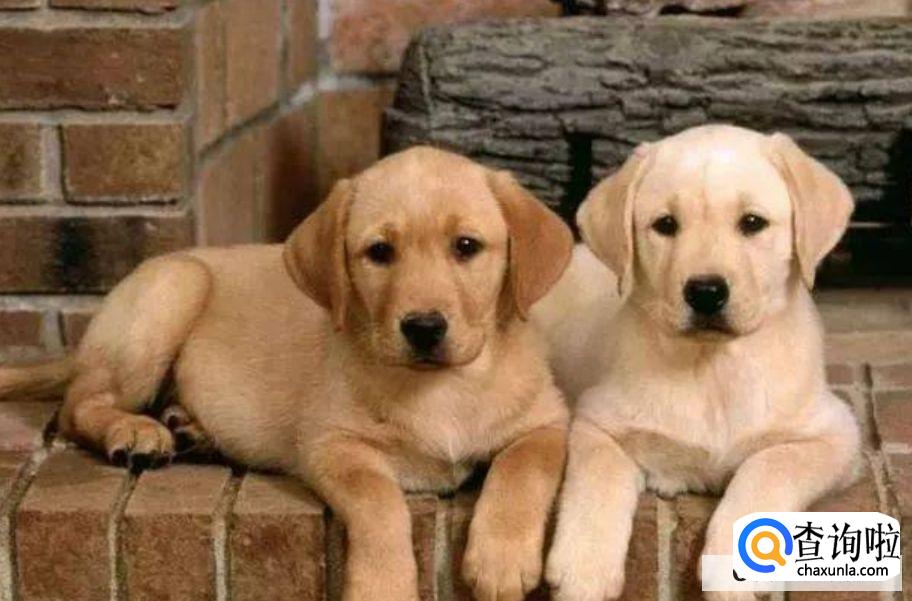 家里养什么狗子比较干净