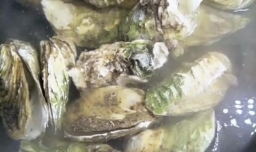 生蚝的做法大全：清蒸生蚝的做法