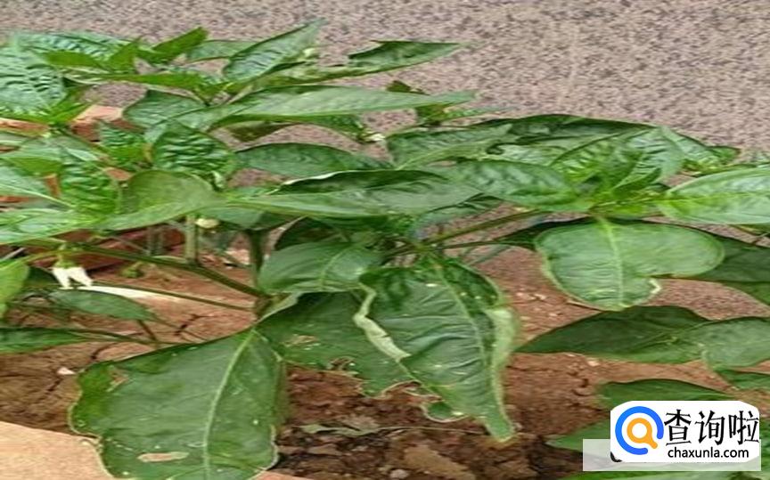 辣椒树叶子卷起来了要如何处理