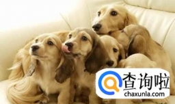 为什么狗不能吃海鲜