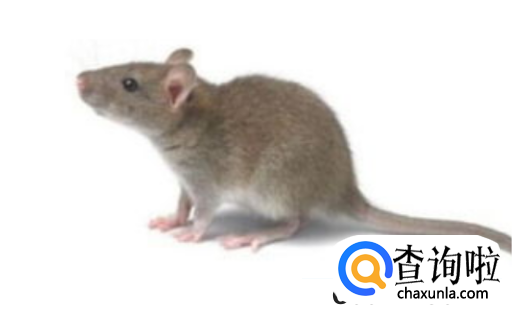 如何消灭家中老鼠