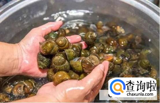 田螺清洗又快又干净的方法