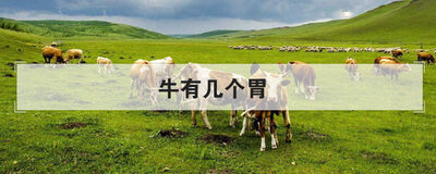牛有几个胃