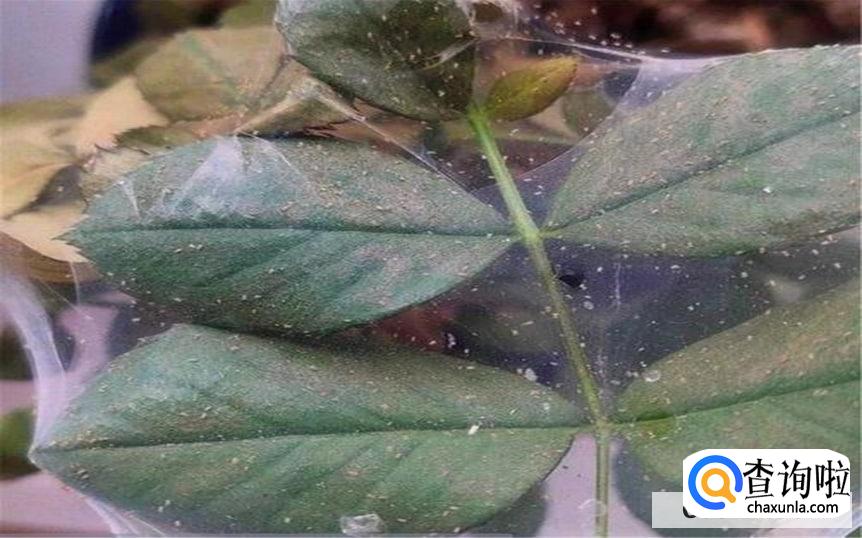 月季长红蜘蛛要怎么办呢