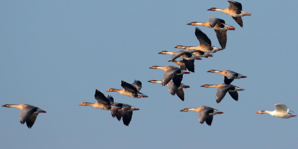大雁什么时候南飞