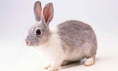 兔子怎么养