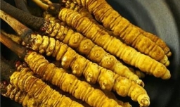 冬虫夏草（虫草）真假辨别方法