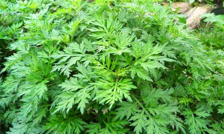 艾草灰的八大功效