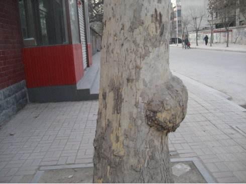 植物为什么会长肿瘤