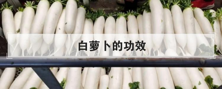 白萝卜的功效br