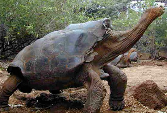 世界上最大的乌龟