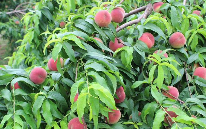 桃是什么时候成熟的?